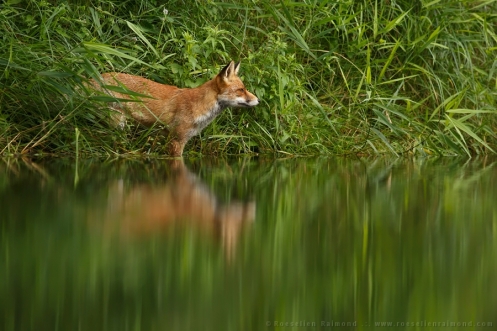 Fox gazing over the water surface