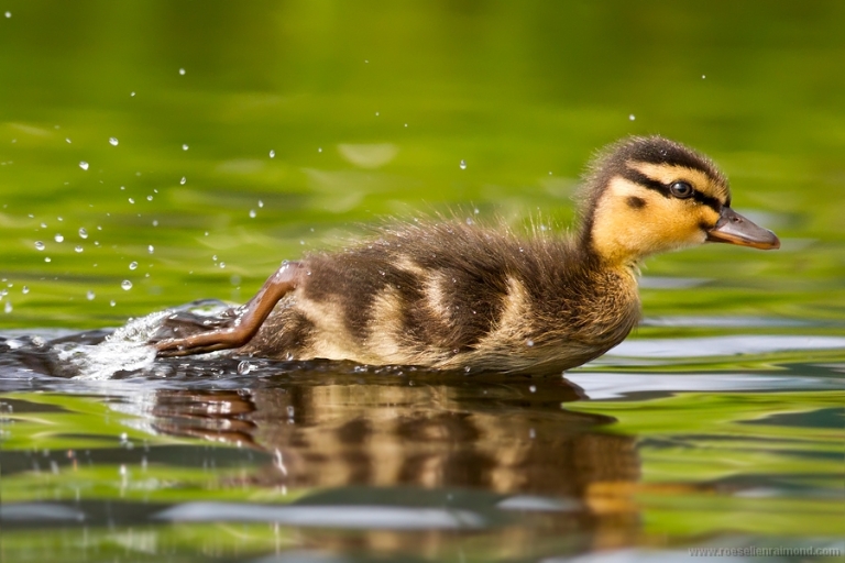 Mallard Anas platyrhynchos Mallard duckling baby cute overload