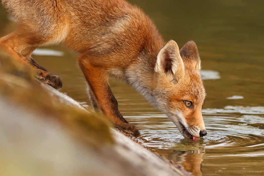 red fox vulpes vulpes vos water drinking
