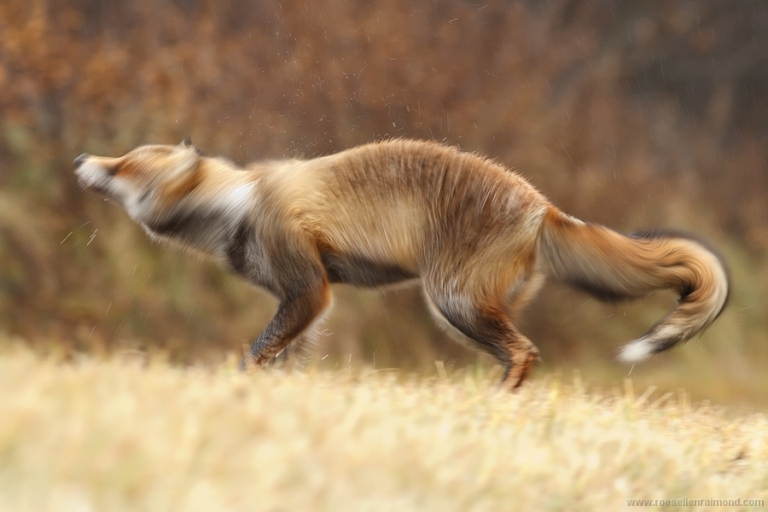 red fox vulpes vulpes vos water shaking drops movement