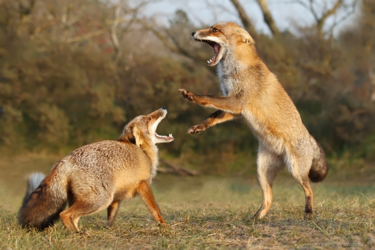 red fox vulpes vulpes fight fighting combat submissive dominant foxtrot behaviour