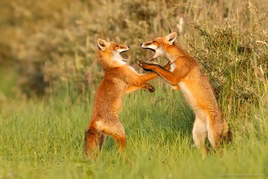 fox_kit_playfighting.jpg