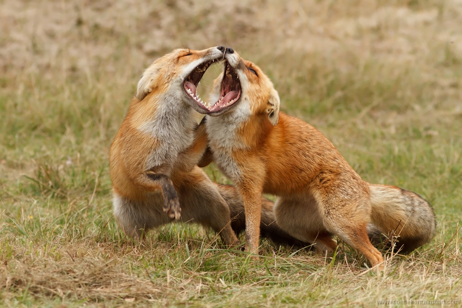 Resultado de imagem para fox fight