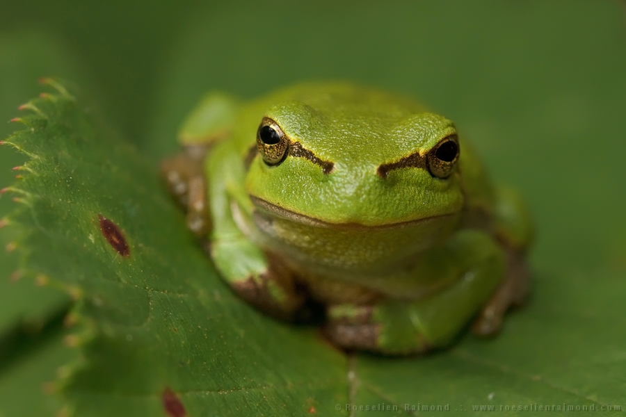 tree frog,European tree frog,Hyla arborea,Rana arborea,