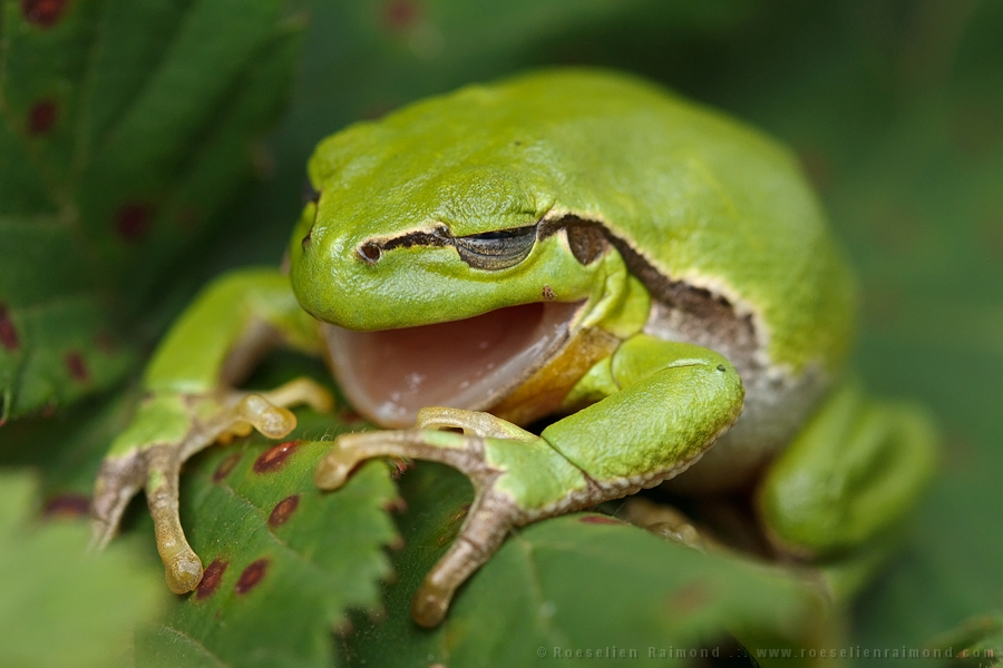 Yawning Tree frog