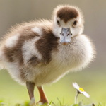 gosling duckling baby duck goose