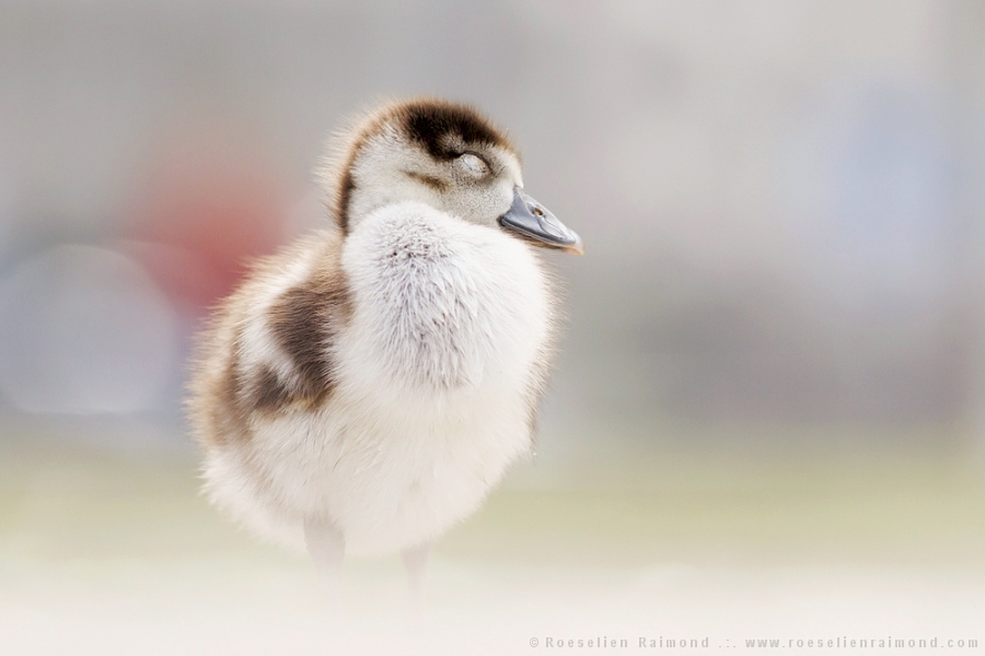 gosling,duckling,goose,duck,mallard,cute,egyptian goose, Alopochen aegyptiaca